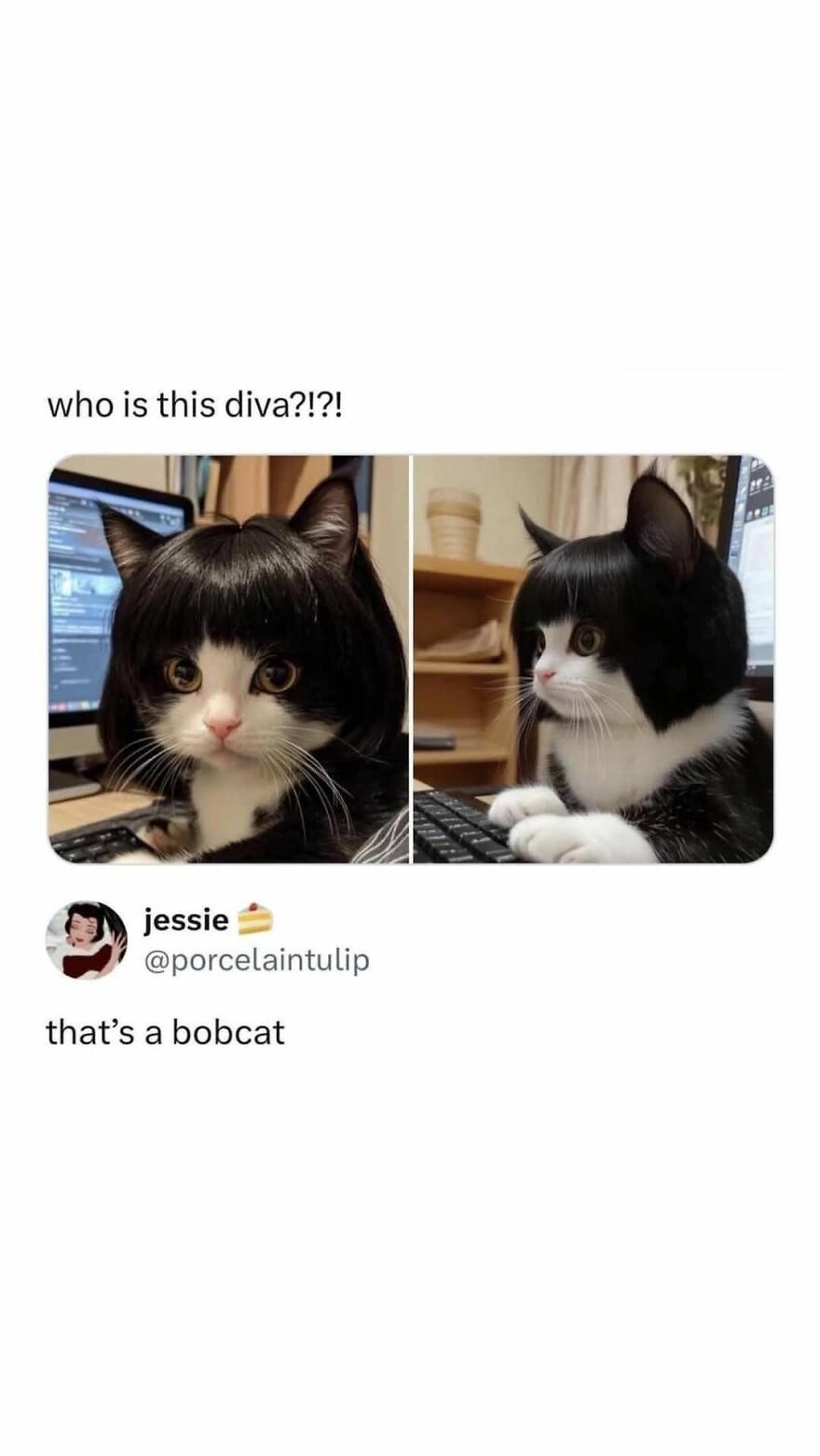 Cat wearing a wig at a computer desk, funny and cute animal meme likely to give you a reason to smile today.