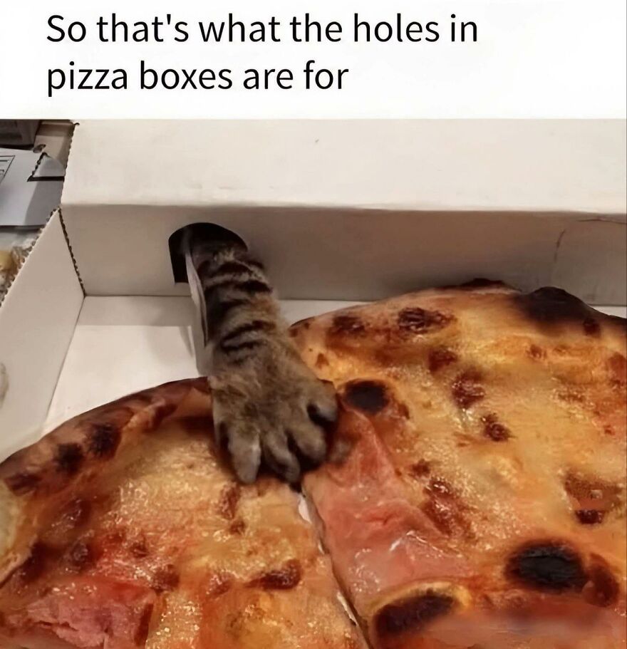 Cat paw reaching through hole in pizza box, funny and cute animal meme bringing a smile.