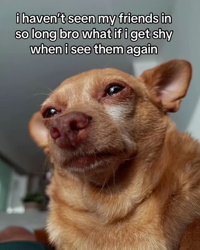 Small brown dog with a worried expression and meme text about feeling shy, capturing cool mom parenting humor.