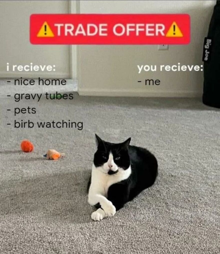 Black and white cat lying on carpet with a trade offer meme, a funny and cute animal meme to make you smile.