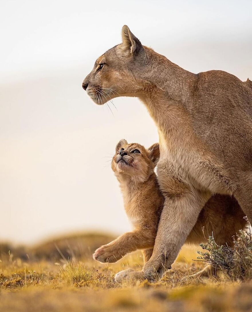 Adorable and beautiful animals featuring a lioness and her cub walking together in a natural habitat.