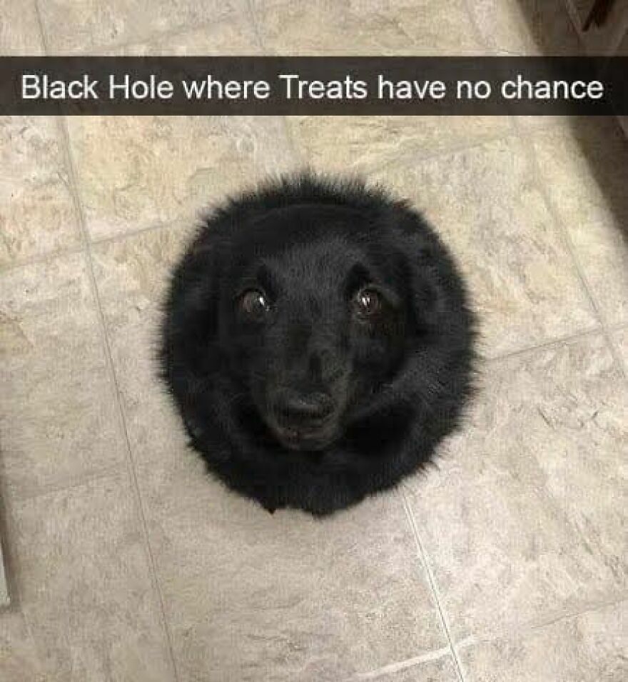 Black dog curled up in a circle on the floor, a funny and cute animal meme that might give you a reason to smile today.
