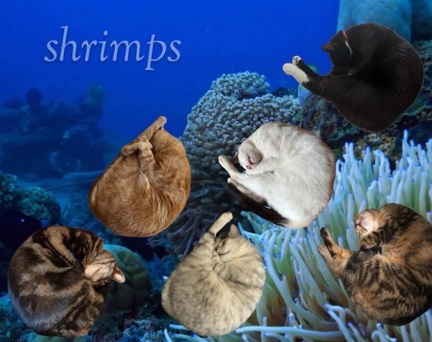 Cats curled up like shrimp in a coral reef, creating a funny and cute animal meme to make you smile today