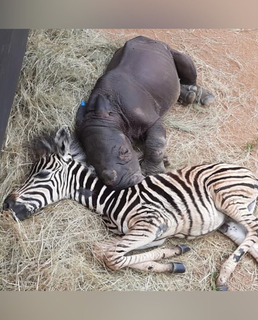 Baby rhino and zebra lying together on hay, showcasing adorable and beautiful animals that might brighten up your day.