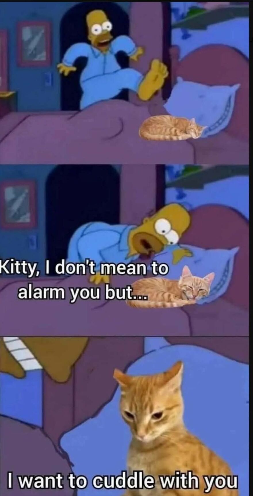 Homer Simpson trying to cuddle with a cute orange cat in a bedroom scene from a funny animal meme.