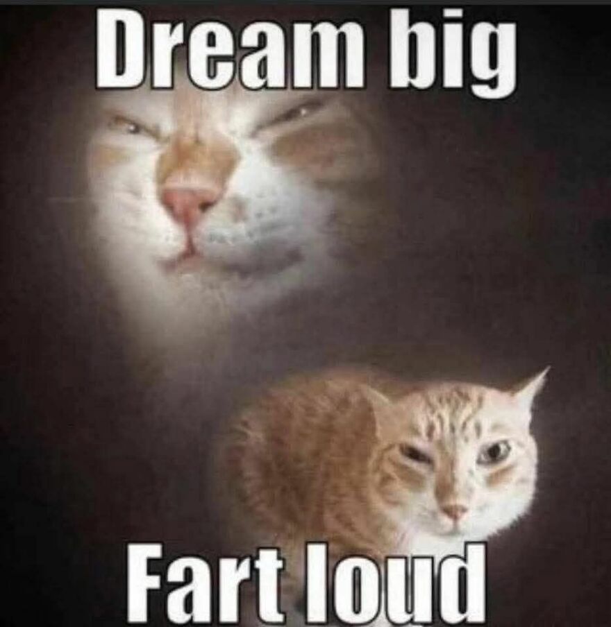 Funny and cute animal memes featuring a cat with a humorous expression and motivational text.