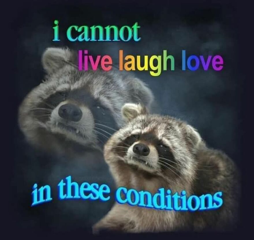 Funny and cute animal meme with a raccoon expressing inability to live laugh love in these conditions.