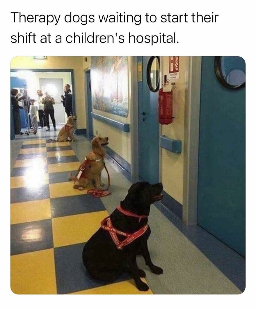 Therapy dogs patiently waiting at a children's hospital, showcasing cute animal moments that bring smiles.