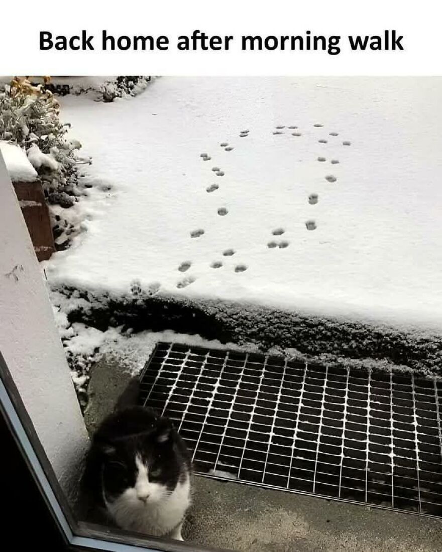Cat walking in snow leaves funny tracks shaped like a question mark in a cute animal meme scene.