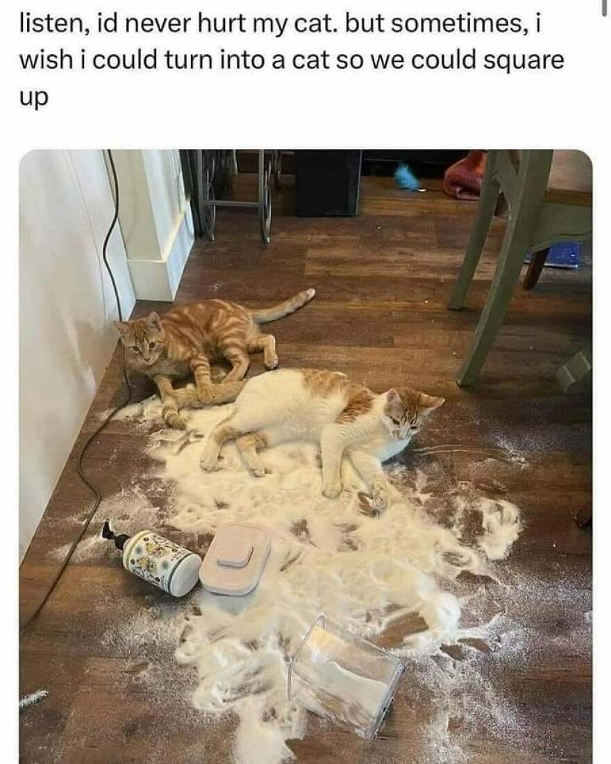 Two cats lying on a wooden floor covered in spilled powder, part of funny and cute animal memes collection.