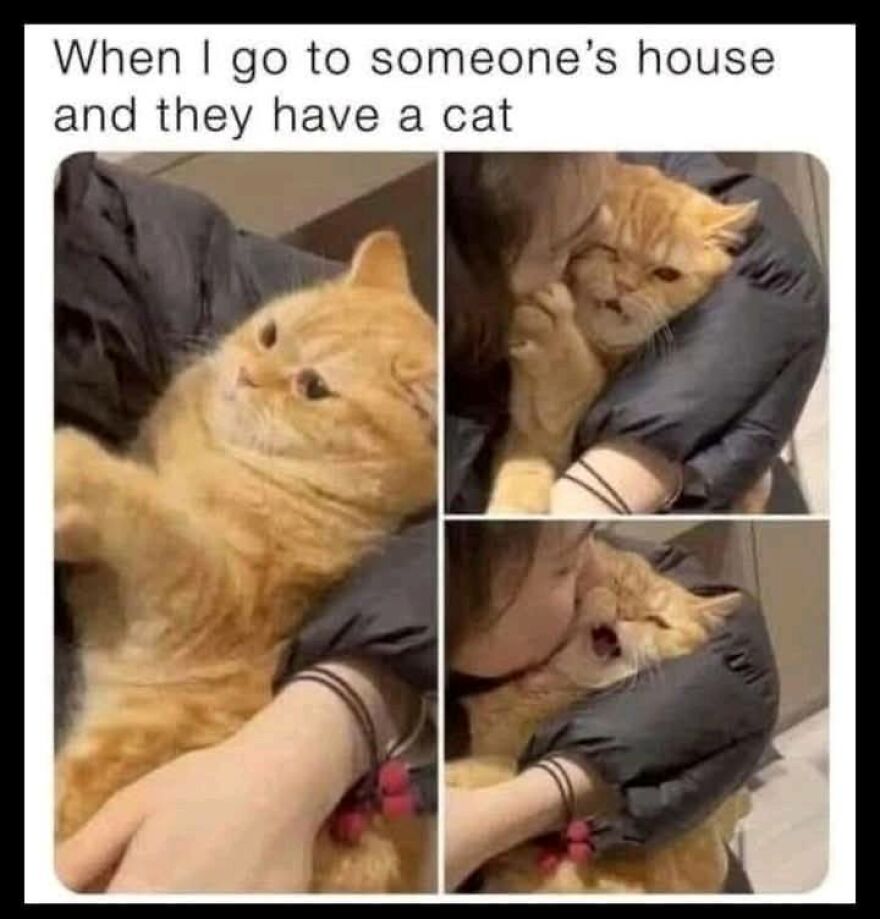 Funny and cute animal meme showing a ginger cat looking surprised and playful while being hugged by a person.