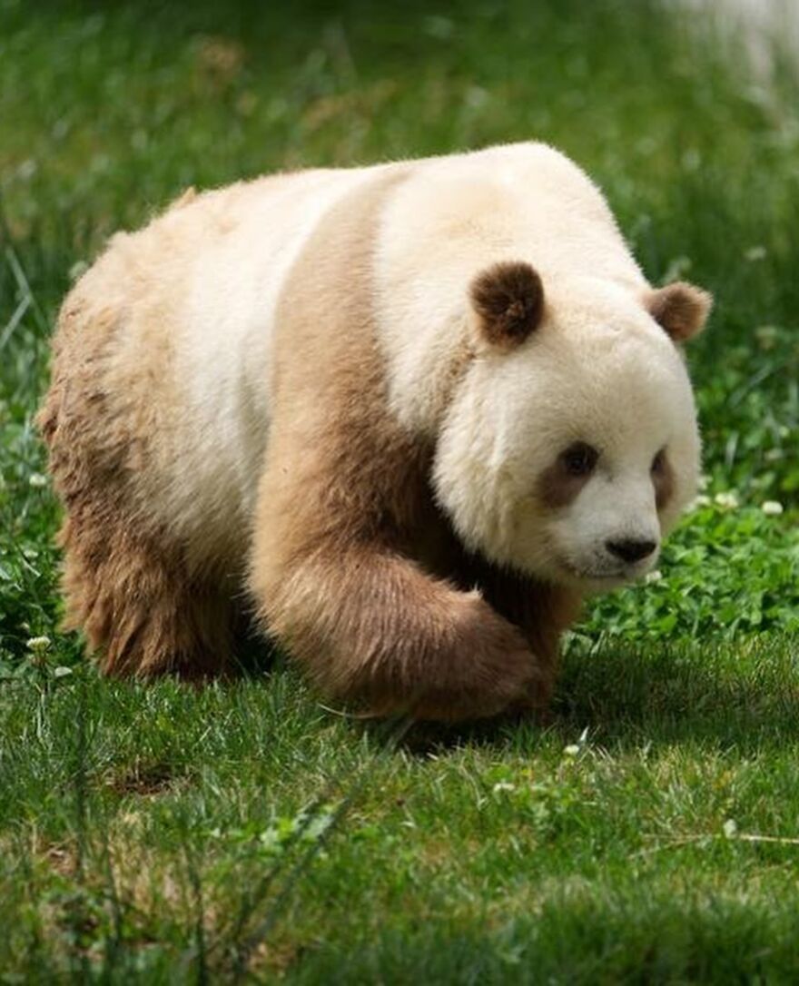 Brown and white panda walking on green grass, one of the adorable and beautiful animals that might brighten up your day.