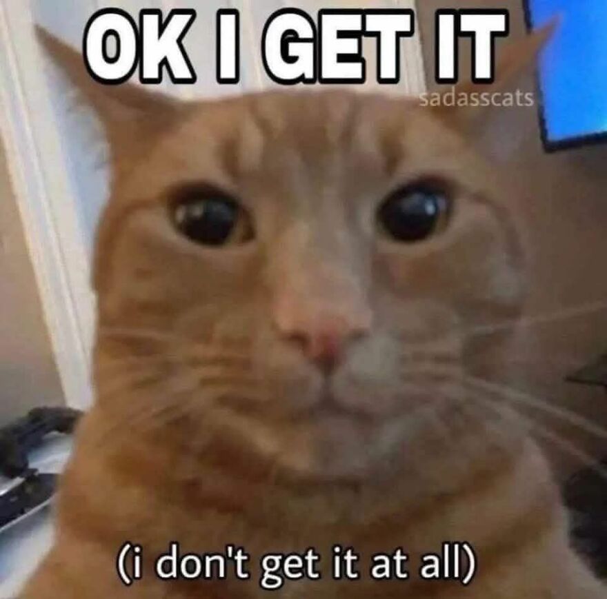 Close-up of an orange cat with a confused expression in a funny and cute animal meme.