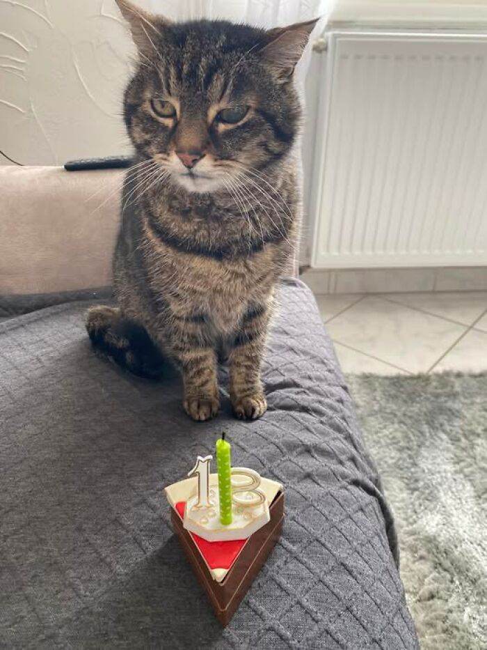 Tabby cat sitting on a gray blanket next to a cat birthday cake with candle in adorable and wholesome cat pics.