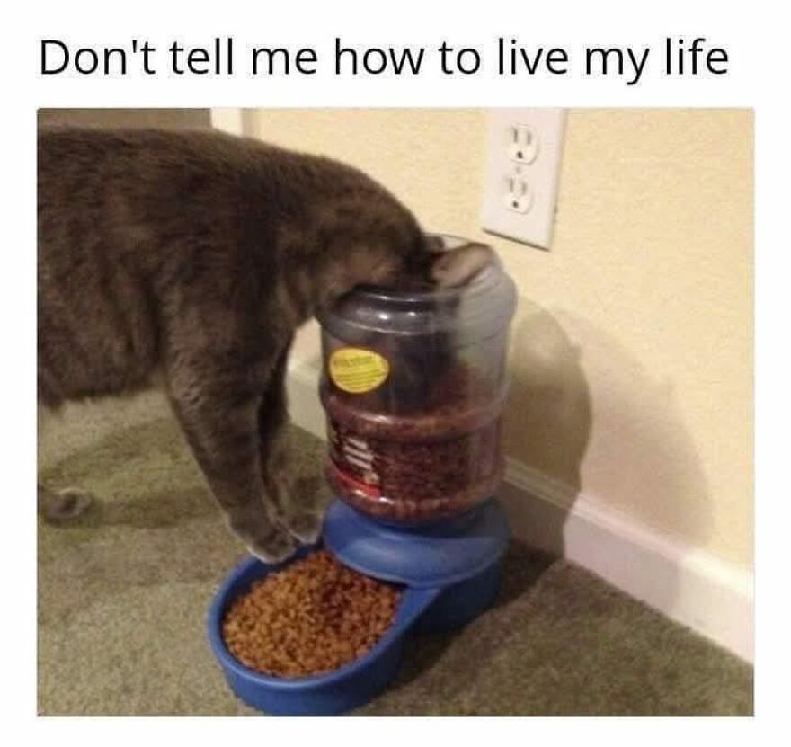 Cat with its head inside a dry food dispenser, showing a funny and cute animal meme that might give a reason to smile.
