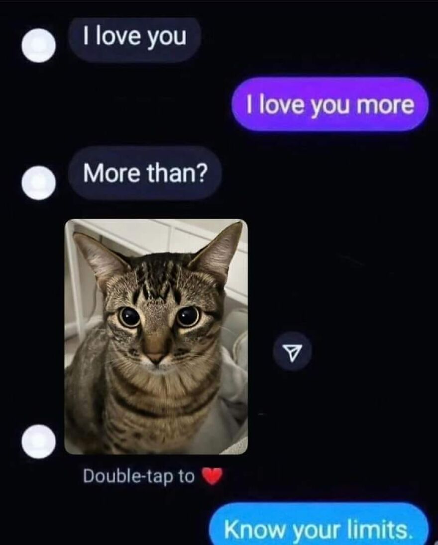 Chat conversation showing a cute cat photo with funny animal memes that might give you a reason to smile today.
