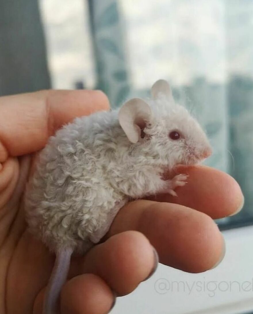 Curly white mouse resting gently on a hand, showcasing one of the most adorable and beautiful animals.