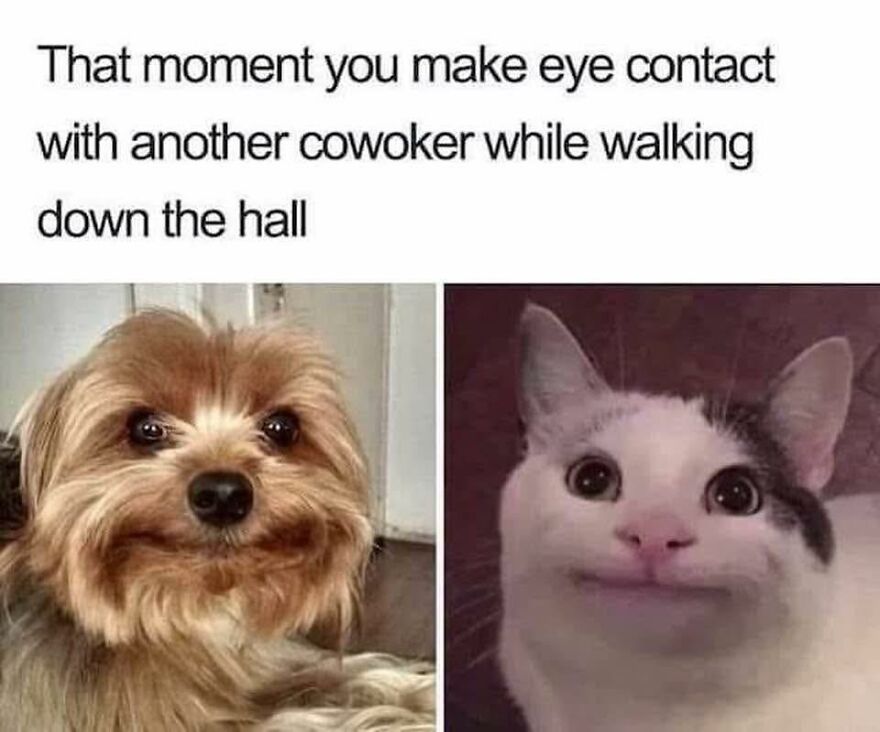 Dog and cat making funny eye contact, a cute animal meme capturing a humorous office hallway moment.