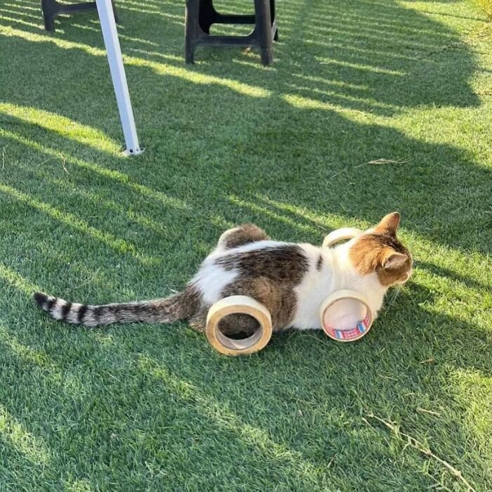 Minimalist doodle of a viral cat pic featuring a black and white cat with wheels instead of legs in motion.