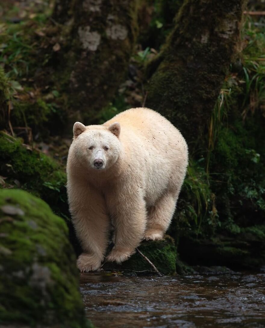 Adorable and beautiful animal, a rare white bear standing near a forest stream surrounded by moss-covered rocks.