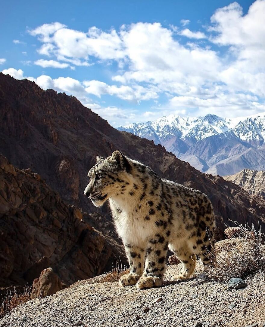 Snow leopard standing on rocky terrain with mountains and clouds in the background, showcasing adorable and beautiful animals.