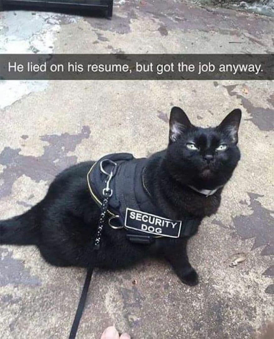 Black cat wearing a security dog vest with funny meme text about lying on a resume, a cute animal meme for smiles.