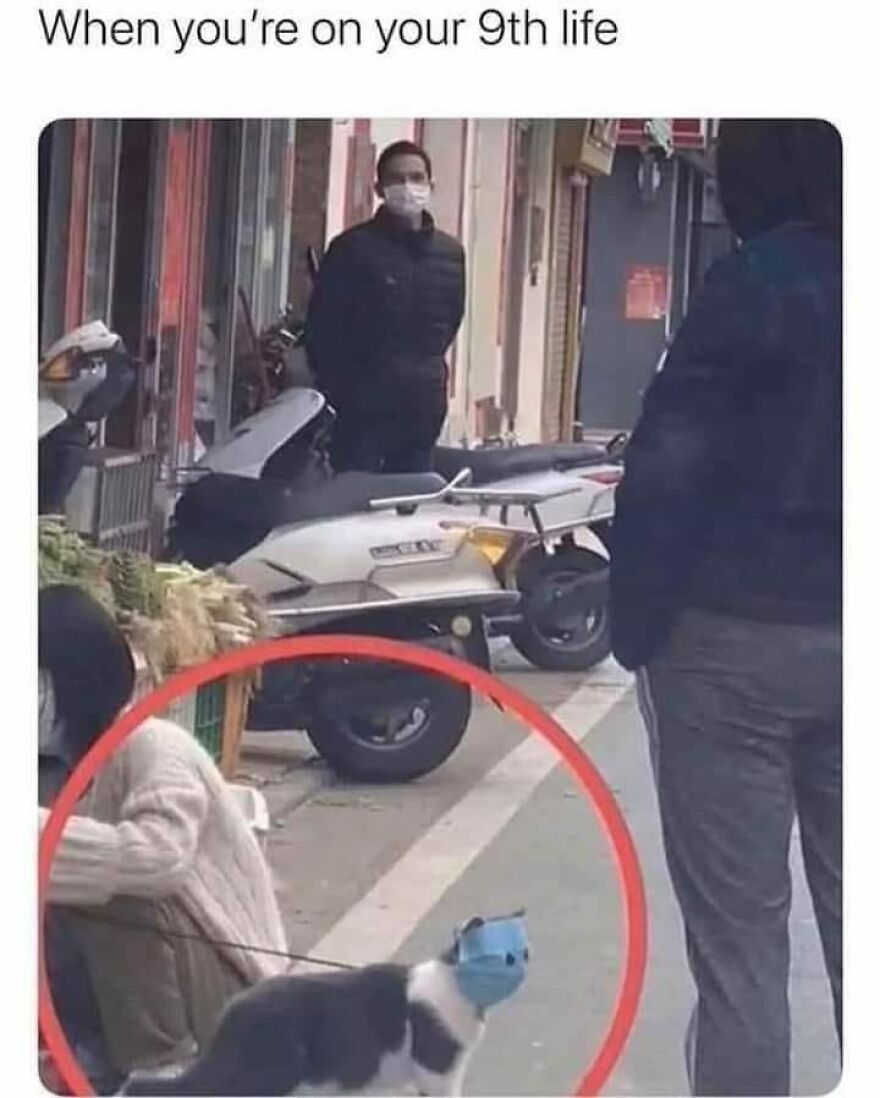 Cat wearing a face mask on a city street, part of funny and cute animal memes for a reason to smile today.