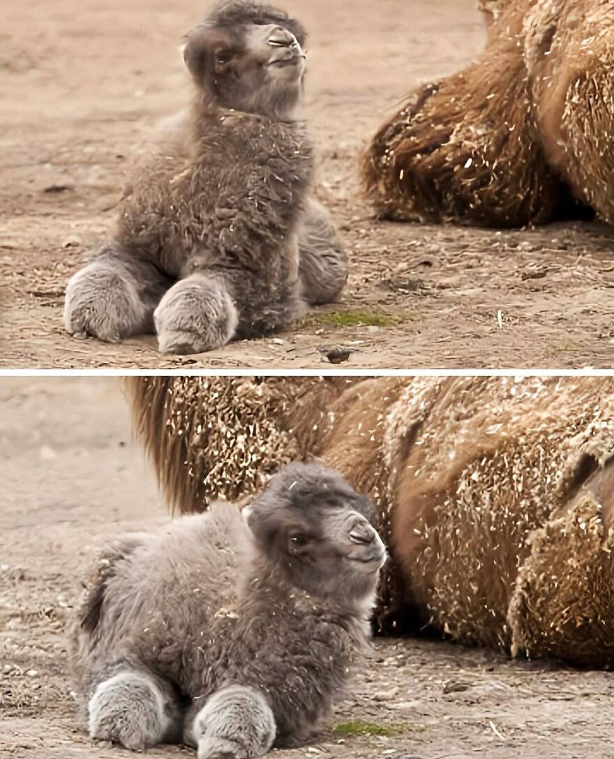 Adorable and beautiful baby camel resting on the ground next to its mother, showcasing charming animals.