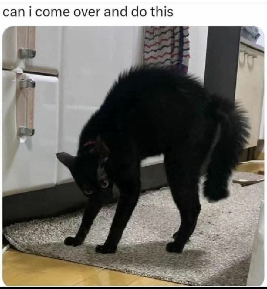 Black cat arching back on a carpet with a humorous caption, perfect for funny and cute animal memes to make you smile.