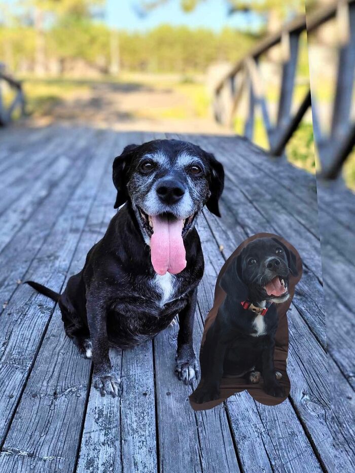 Two dogs sitting on a wooden deck, showing adorable contrast of older and younger animals in photo edits.