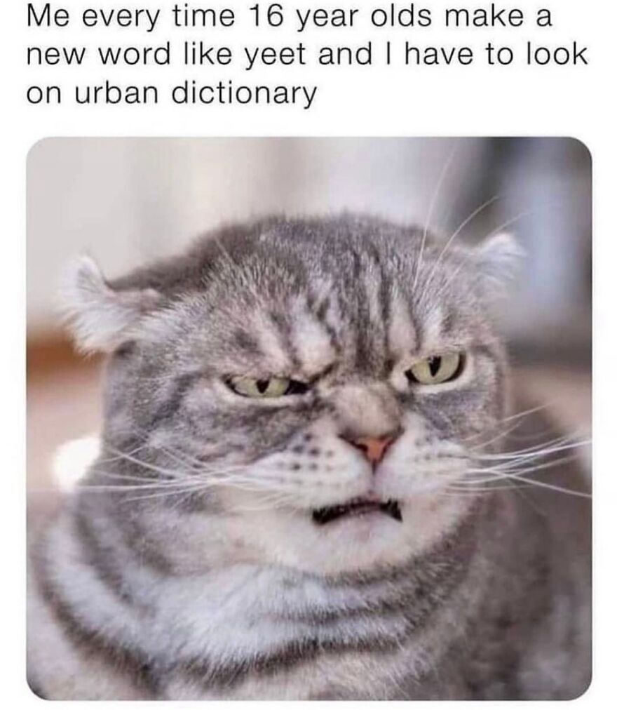 Grumpy gray tabby cat making a funny face, perfect for funny and cute animal memes to brighten your day.