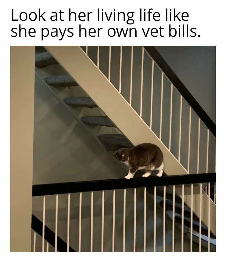 Cat walking confidently on a stair railing, a cute animal meme that might give you a reason to smile today.