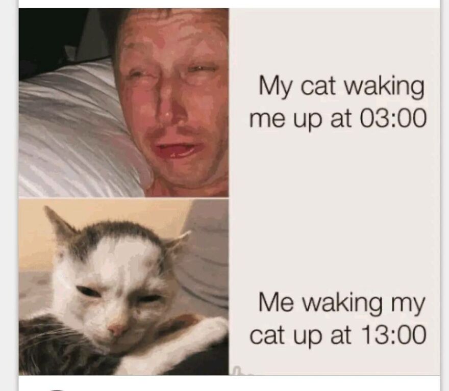 Man and cat both waking each other up at odd hours, showcasing funny and cute animal memes for a smile.