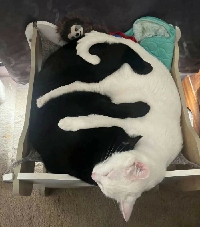 Two cats, one black and one white, cuddling in a bed showing funny and adorable cat moments from viral animal images.