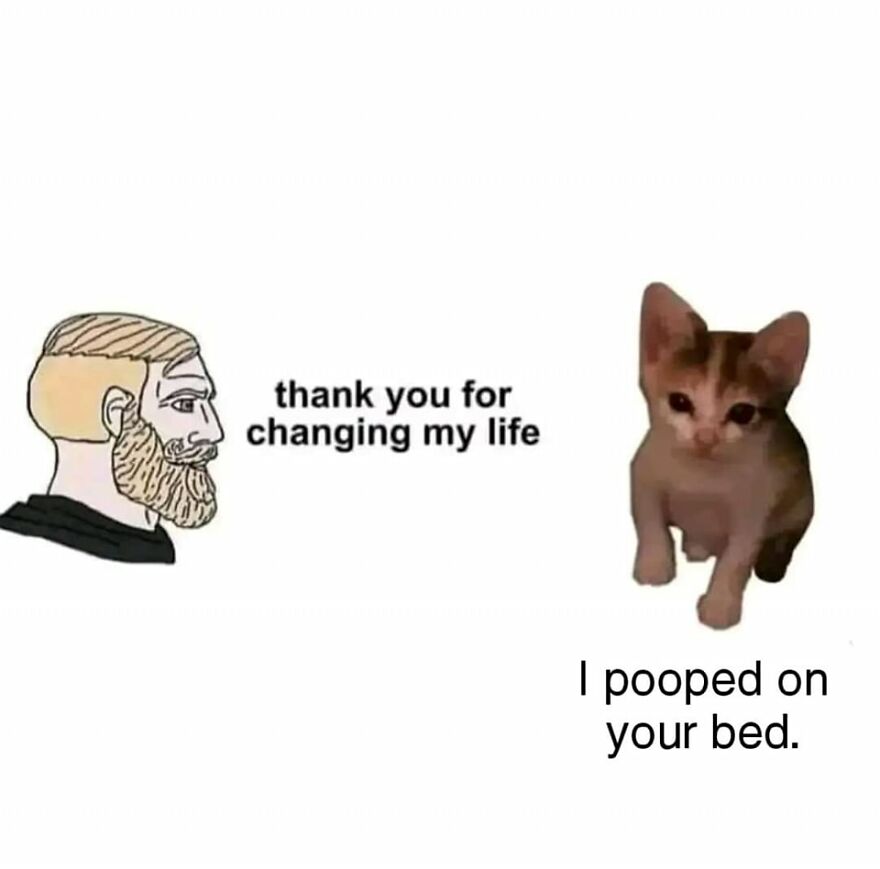Funny and cute animal meme showing a man thanking a kitten who admits to pooping on his bed.