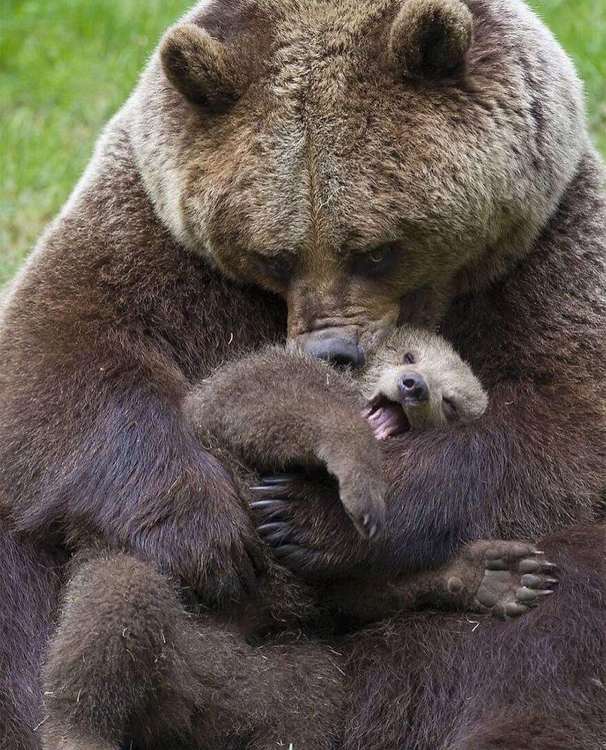 Brown bear mother embracing her playful cub on green grass, showcasing adorable and beautiful animals in a tender moment.
