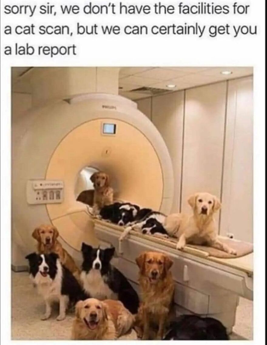 Group of dogs sitting around and inside an MRI machine with humorous text about a cat scan and lab report in a funny animal meme.
