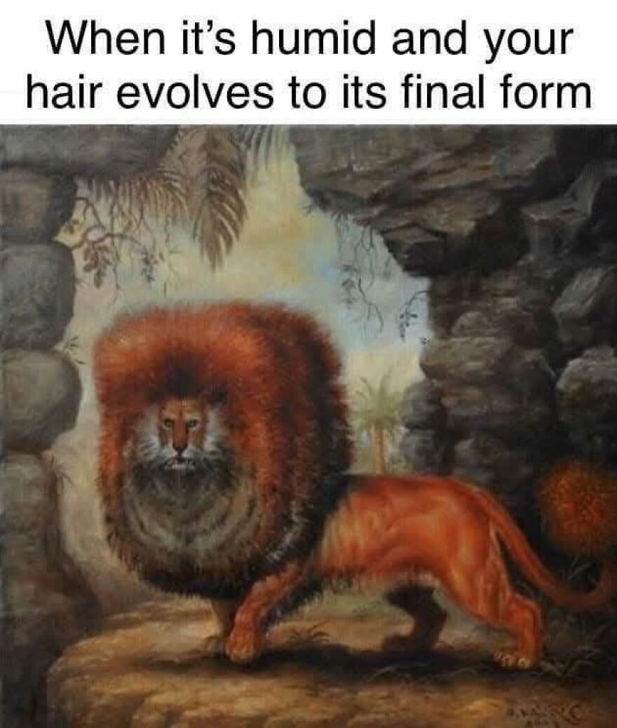 Funny and cute animal meme showing a lion with an exaggerated, fluffy mane in a humorous setting.