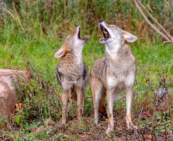 Two wolves howling together in a forest, illustrating chilling true stories about the scariest sounds heard at night.