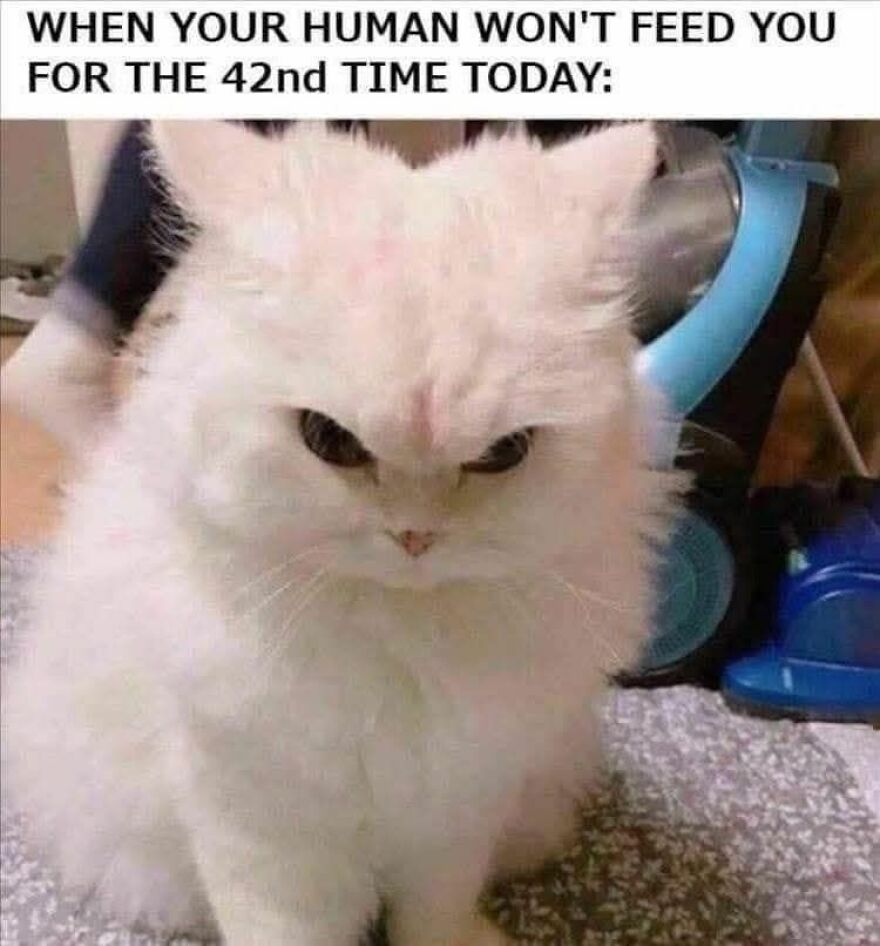 Fluffy white cat with an angry expression in a funny and cute animal meme about being hungry and not fed.