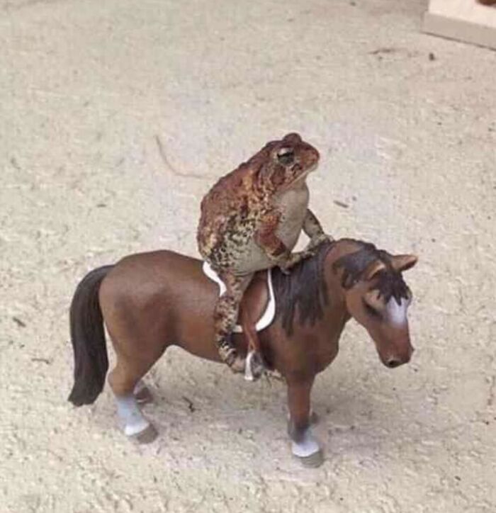 Toad sitting on a miniature horse toy in a hilariously chaotic animal pic that captures unexpected humor and whimsy.