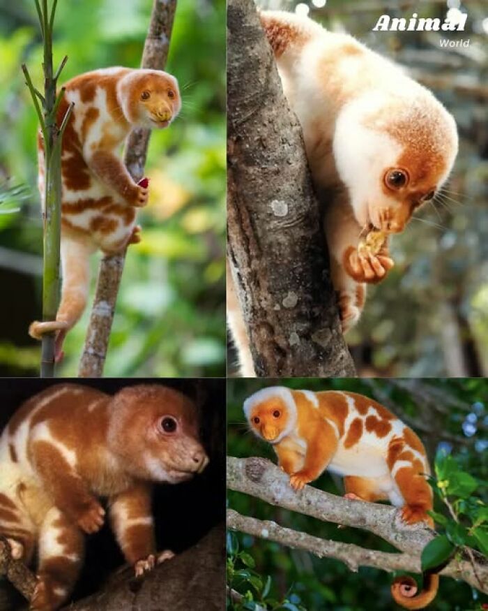 Collage of unique and cute creatures with orange and white fur climbing trees, showcasing nature's beautiful surprises.