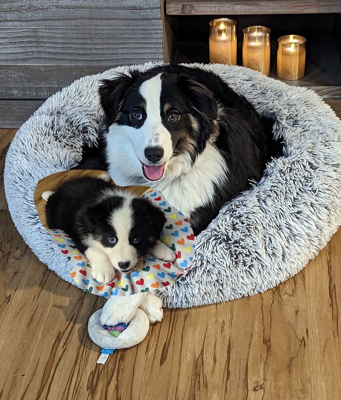 Two Border Collies, an adult and a puppy, lying together in a cozy bed showcasing adorable animal photo edits.
