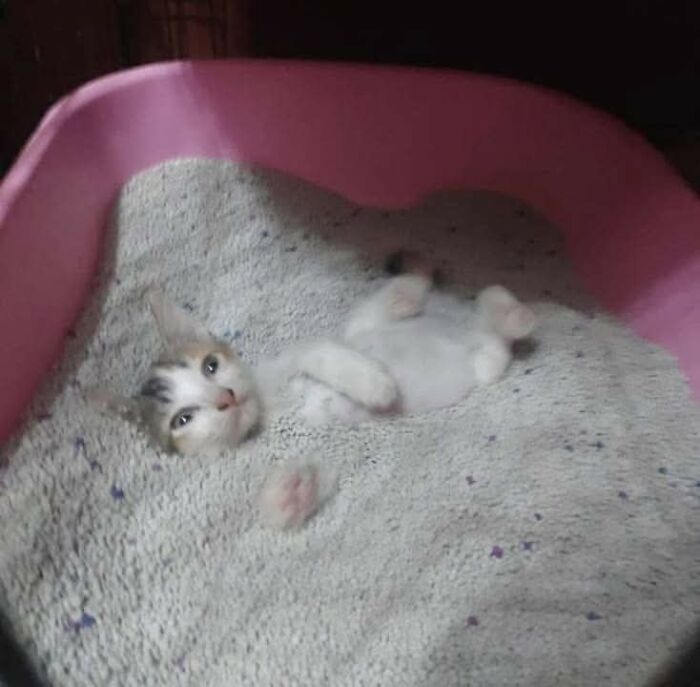 Cat lying on back buried in litter inside pink cat box, showing one paw and looking toward camera, hilarious cat moments.