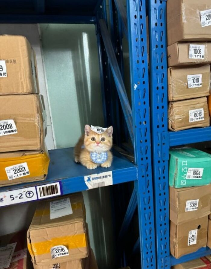 Orange cat with a blue bow tie sitting among boxes on a metal shelf showing cats in random places.
