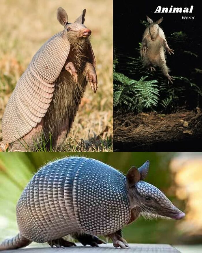Three unique and cute armadillos showcasing nature's diversity and beautiful surprises in various natural settings.