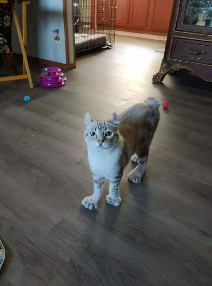 Cat with unique curled ears standing on wooden floor among toys in a cozy home, adorable cat pics and stories.