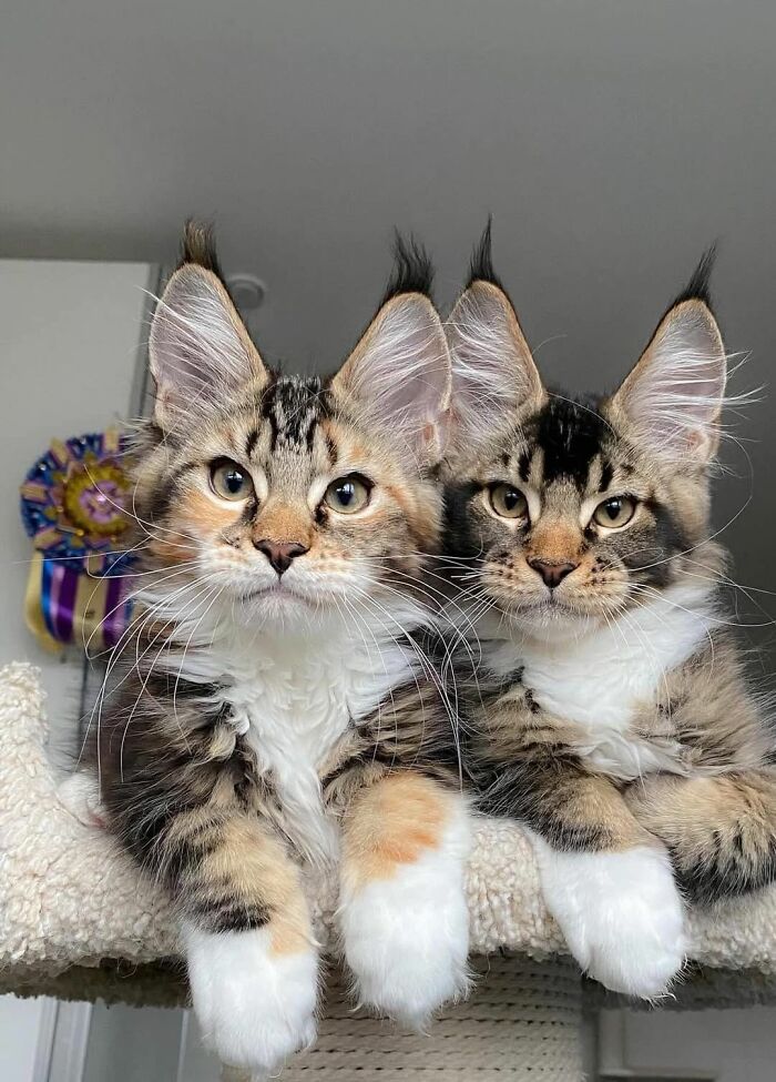 Two adorable Maine C**n kittens with tufted ears resting together, showcasing wholesome cat pics and charming expressions.