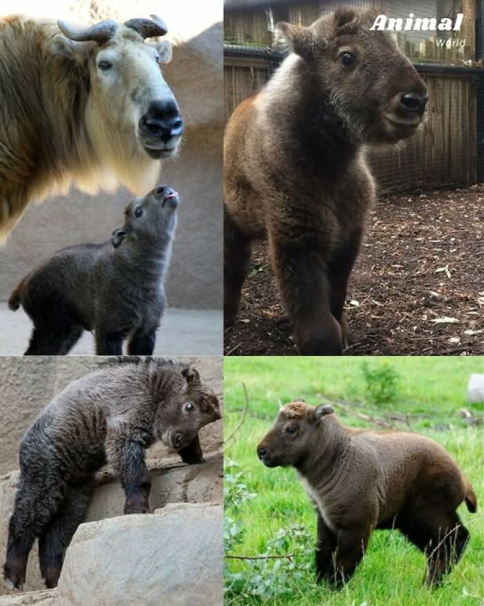 Four images of unique and cute creatures resembling baby wild goats showcasing nature’s beautiful surprises.