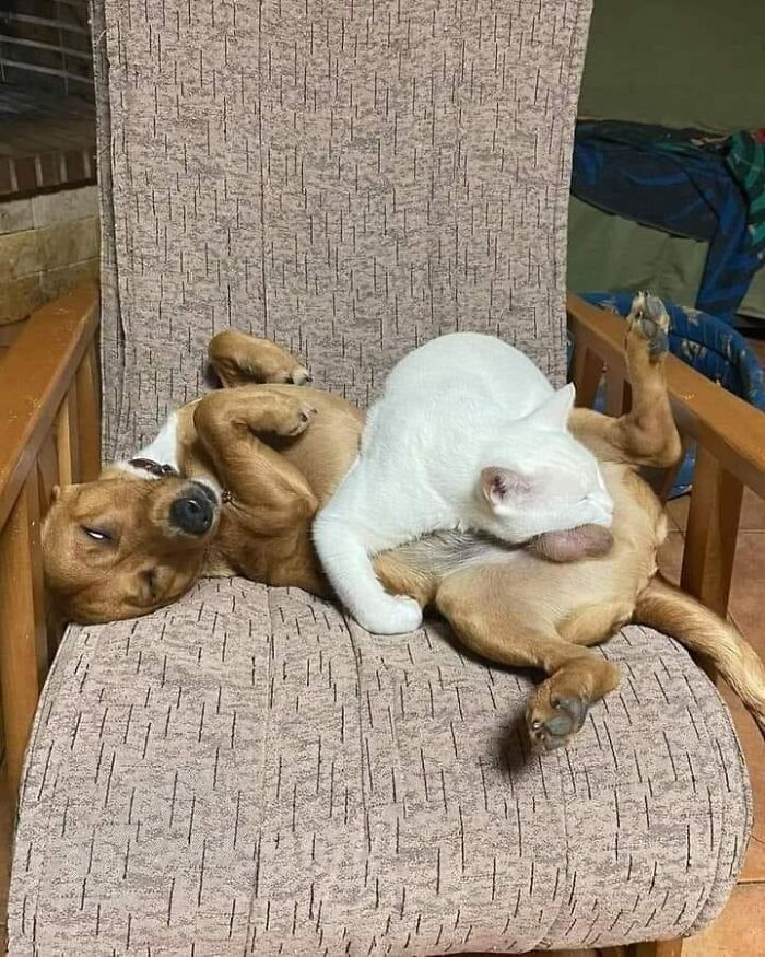 A white cat resting on a relaxed brown dog lying on a cushioned chair in a cozy indoor setting.